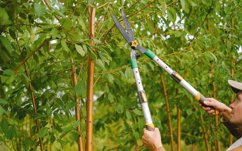 Tree trimming in Hillsboro, WV