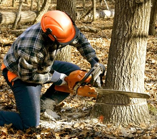 Tree Removal in Hillsboro, WV